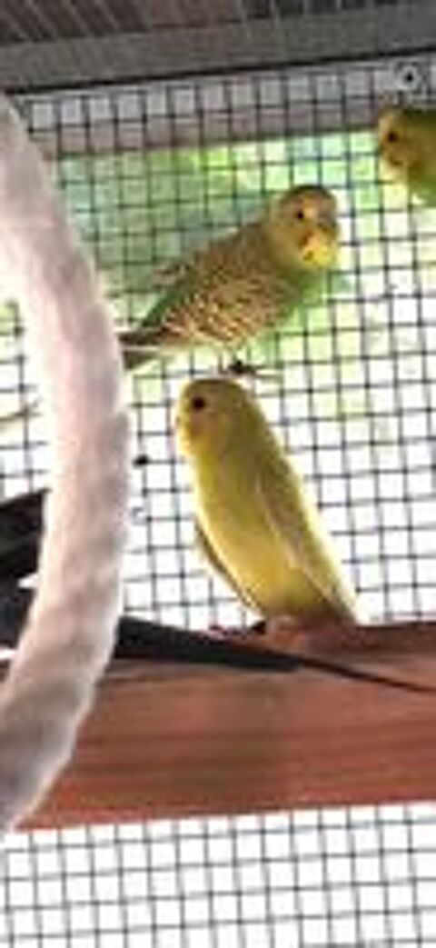   PERRUCHES ONDULEES et CANARIS 