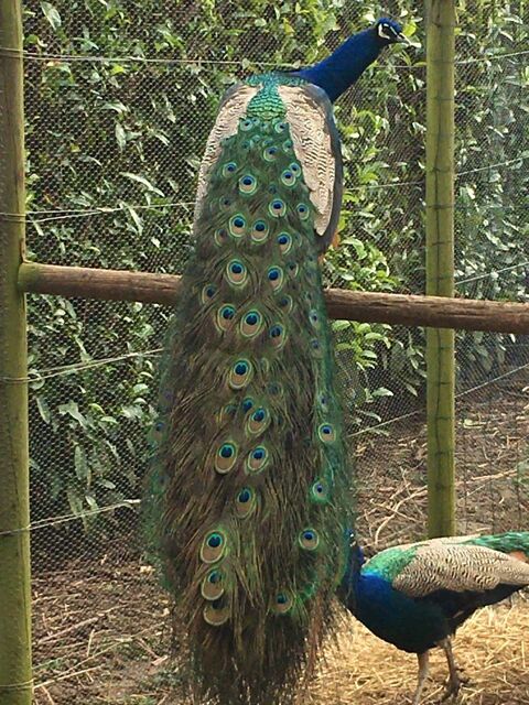 Paon bleu 100 71240 Sennecey-le-grand