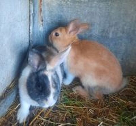   Lapins nains 