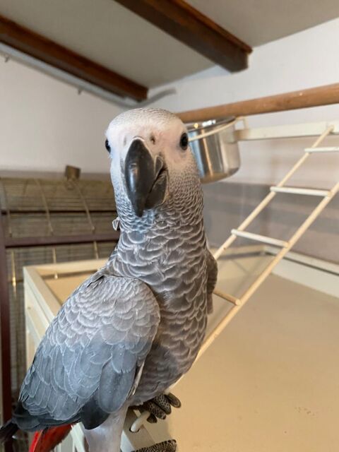 Gris du Gabon 1350 31700 Blagnac