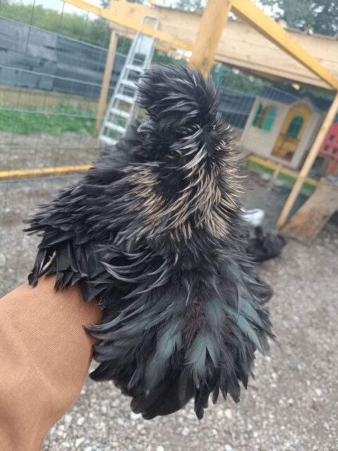 Coq silkie 15 71360 �pinac