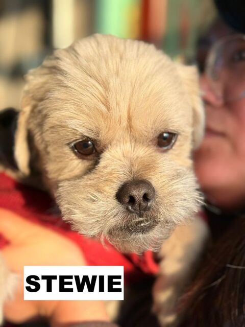 STEWIE SE TROUVE DANS UN REFUGE EN CHINE 0 75018 Paris