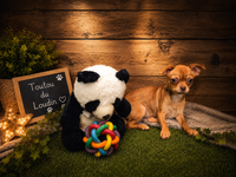   Chiot Chihuahua poils courts femelle 