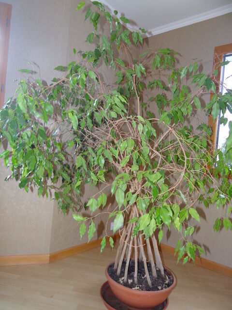 Grand Ficus original d'1m70 0 Quimper (29)
