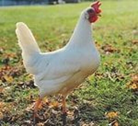   Poule Azur et poule Leghorn blanche. 