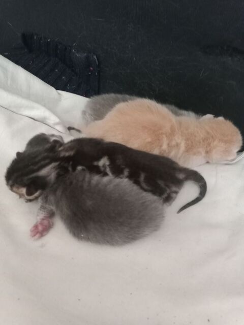 Chatons 0 02140 Saint-gobert