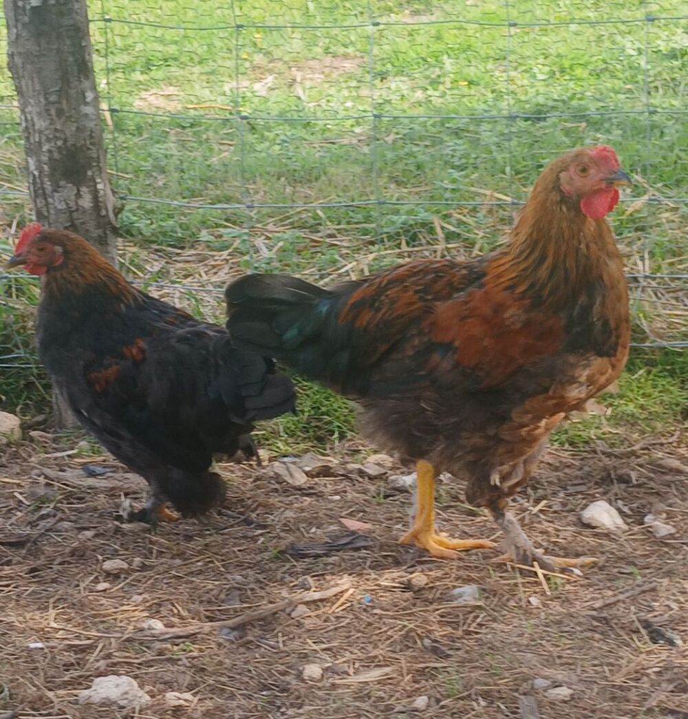   de jeunes poules et coqs 