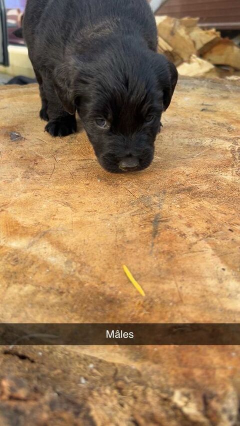 chiot disponible 350 85290 Mortagne-sur-s�vre