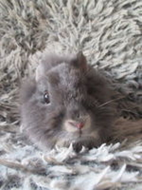   jeune lapin M�le 