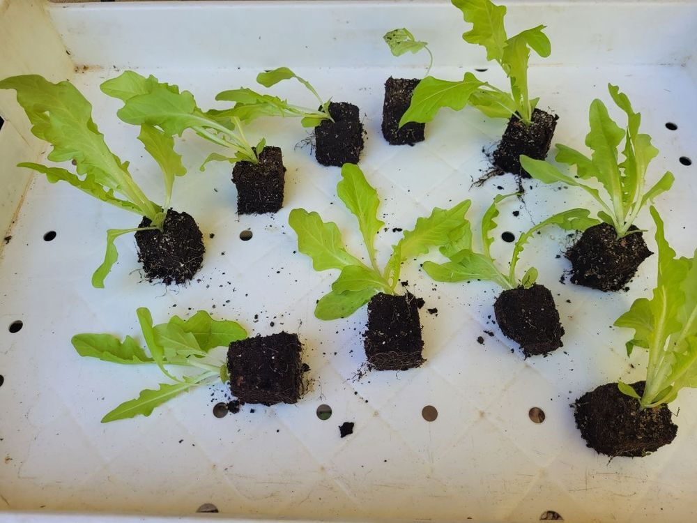 Plants mottes de salades Jardin
