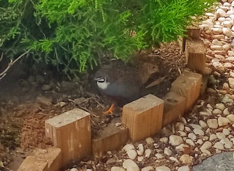 caille peinte ou de chine 3 m&acirc;les
5 37190 Rivarennes