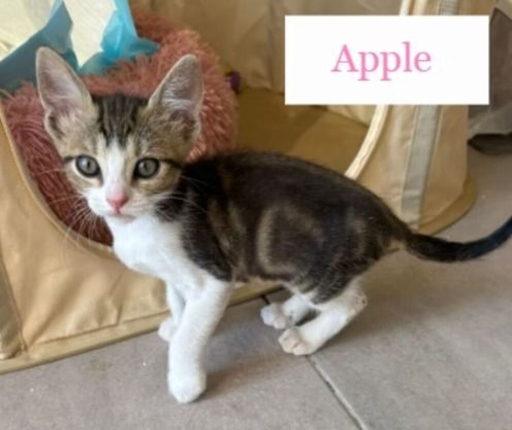   Chats chatons par association chats l� l� de Valr�as  