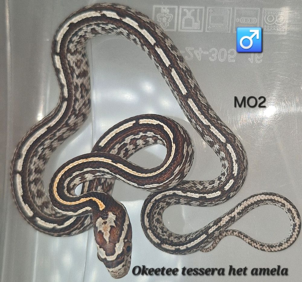   Pantherophis guttatus okeetee/reverse 