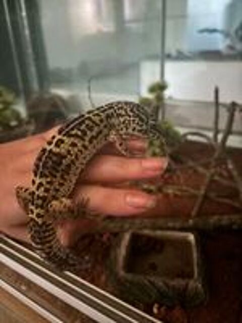   Gecko léopard black night  