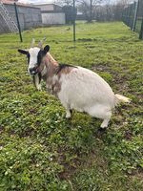   bouc et chèvre 