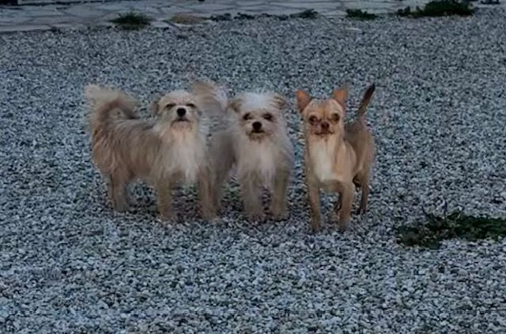   chiens chihuahuas 