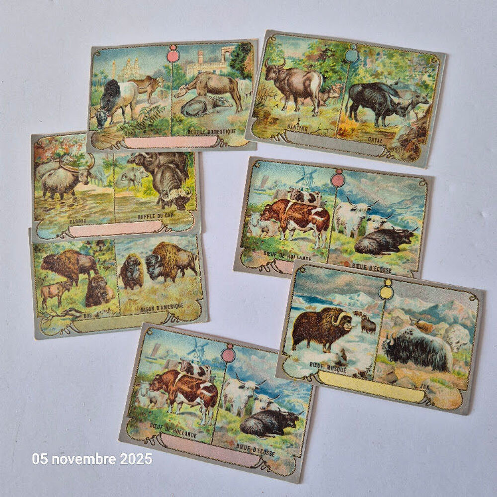 Lot de images chicor&eacute;e avec des vaches, bisons, buffles, ka 