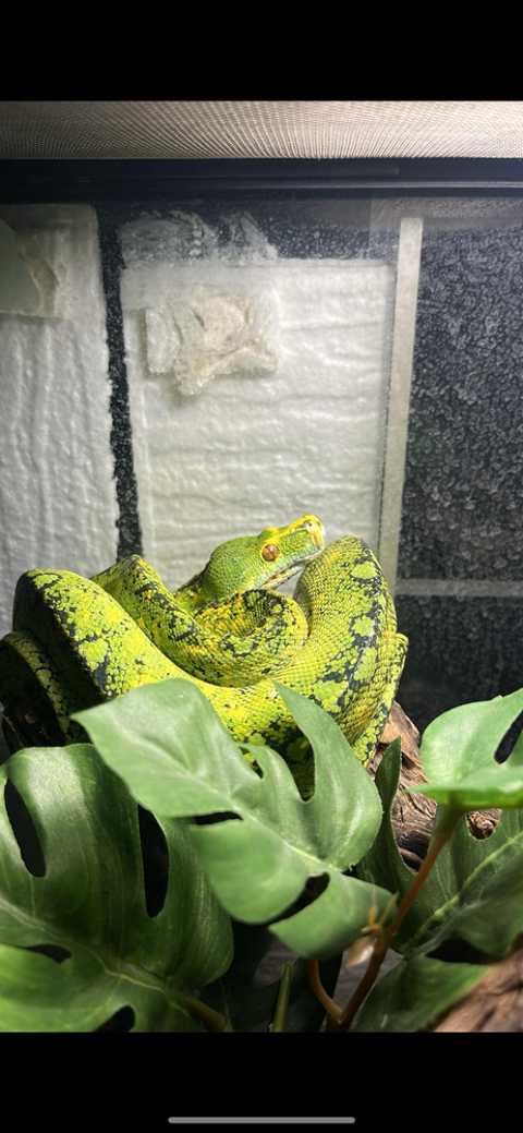 Morelia vridis biak 80340 tinehem
