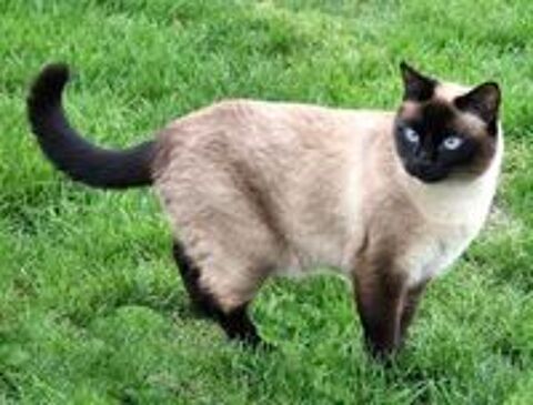   Cherche chaton siamois  
