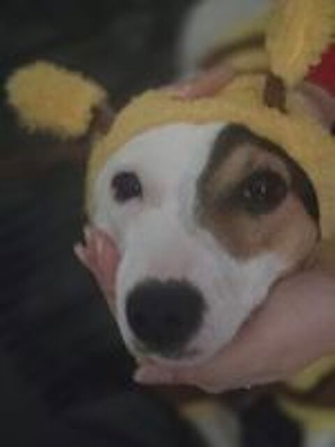   Jack russel  