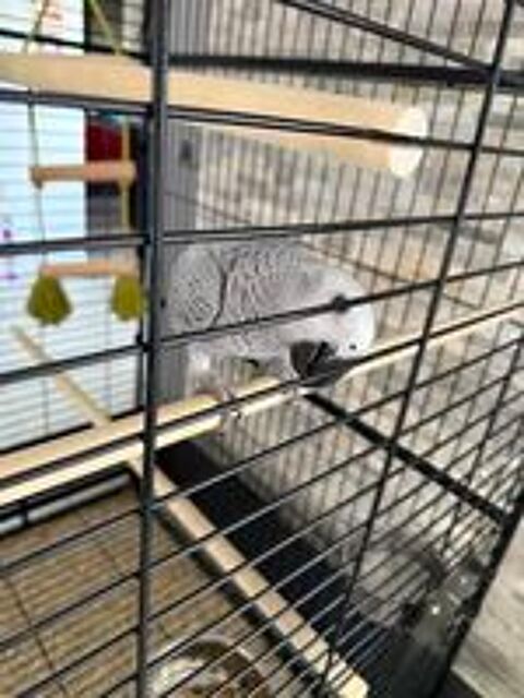   Perroquet Gris du Gabon 