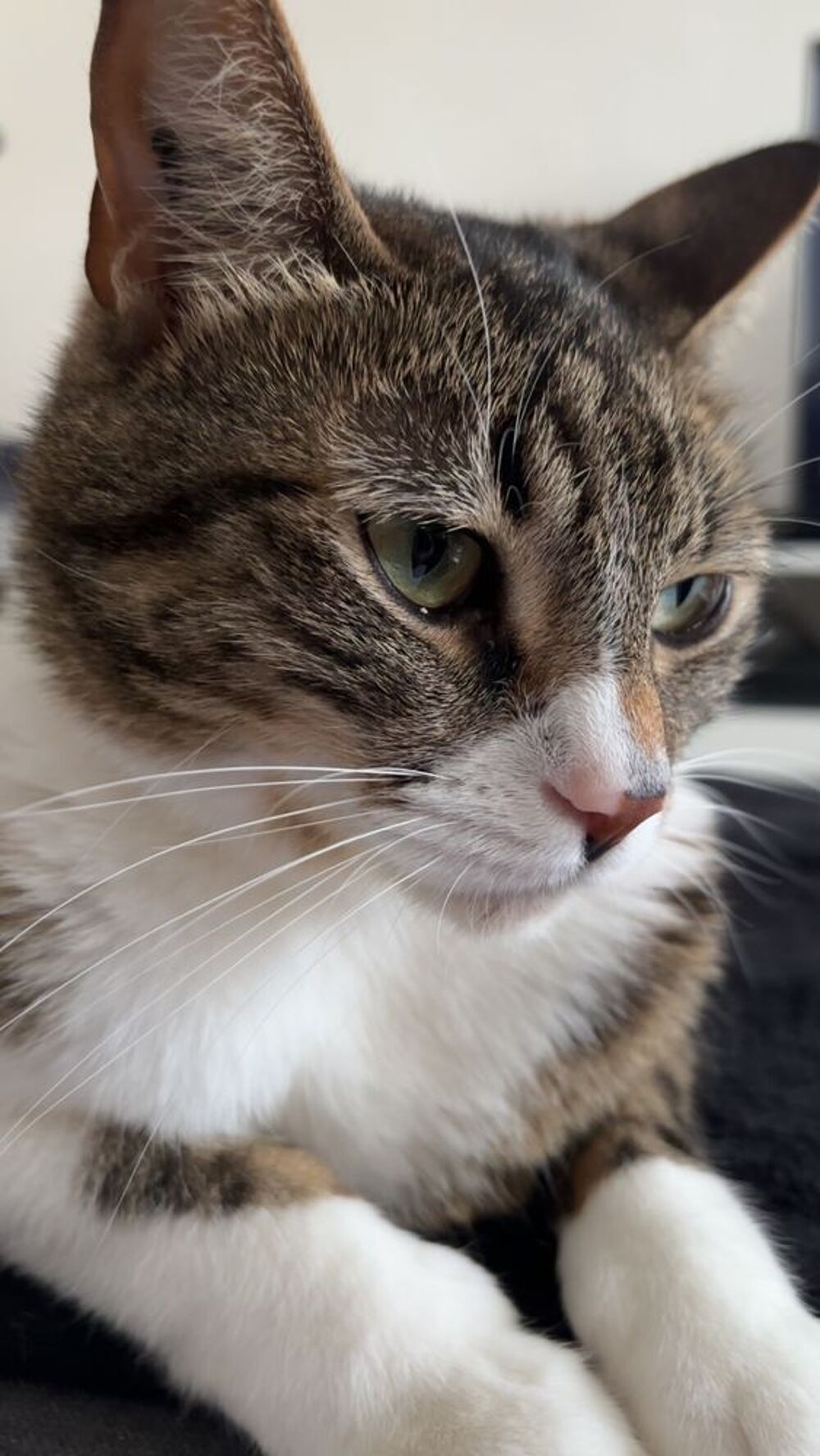   Marseille Magnifique chat de 6 ans (stérilisé & identifié)  