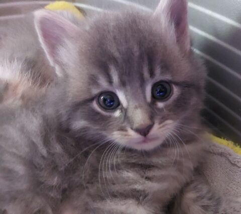 Adorable chaton cherche famille aimante 0 95420 Magny-en-vexin
