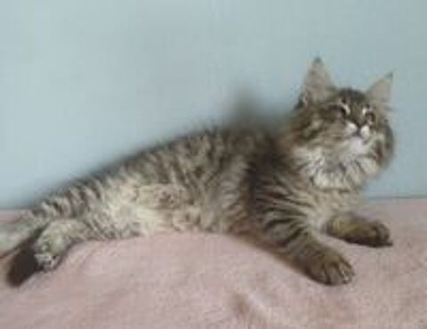   CHATONS MAINE COONS MALES ET FEMELLES 