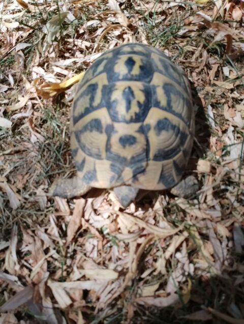 Tortue femelle Hermann 280 81000 Albi