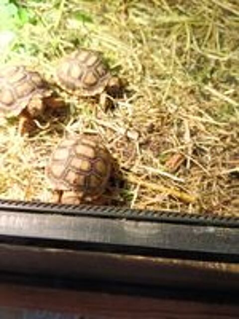   Sulcata  juveniles 
