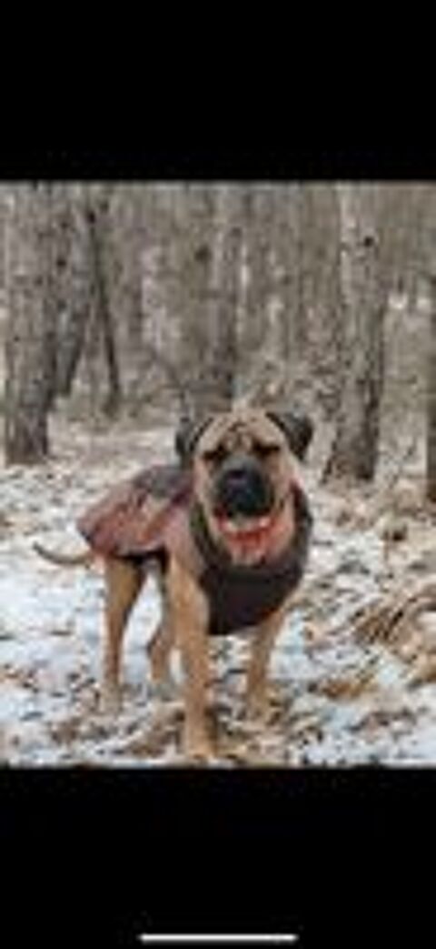  cherche bullmastiff pour saillie 