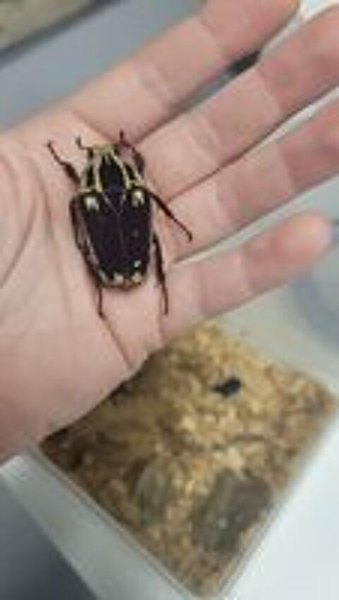   Mecynorrhina torquata ugandensis (couple) 