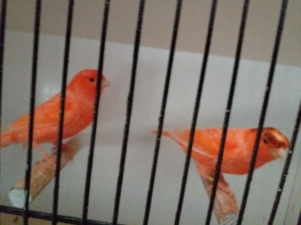   Couple de canaris 