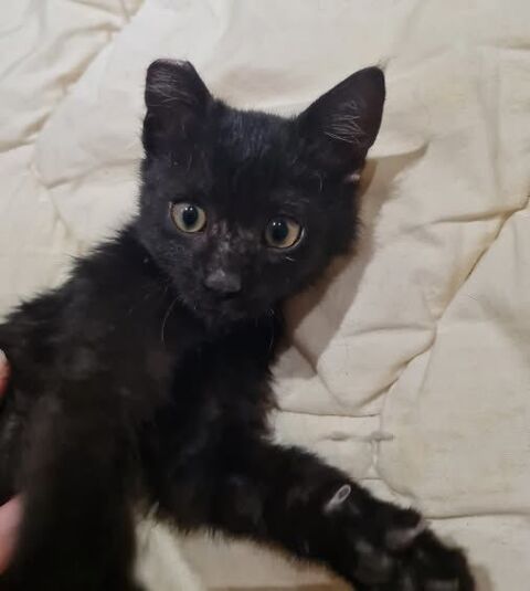 Chat EARCUT à l adoption 110 26300 Chteauneuf-sur-isre