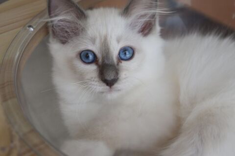 Magnifiques chatons Sacre de Birmanie LOOF 950 22000 Saint-brieuc