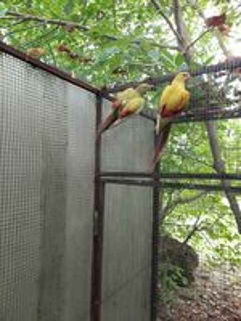   Perruches mlanures en mutation jaune pastel 