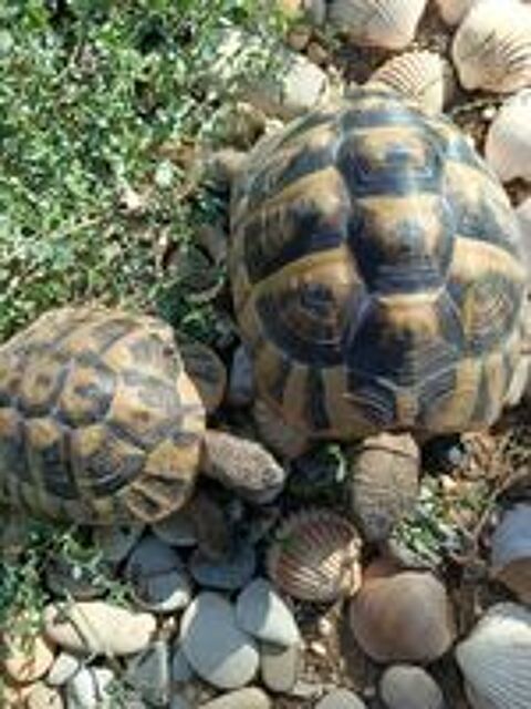   Tortue femelle adulte 
