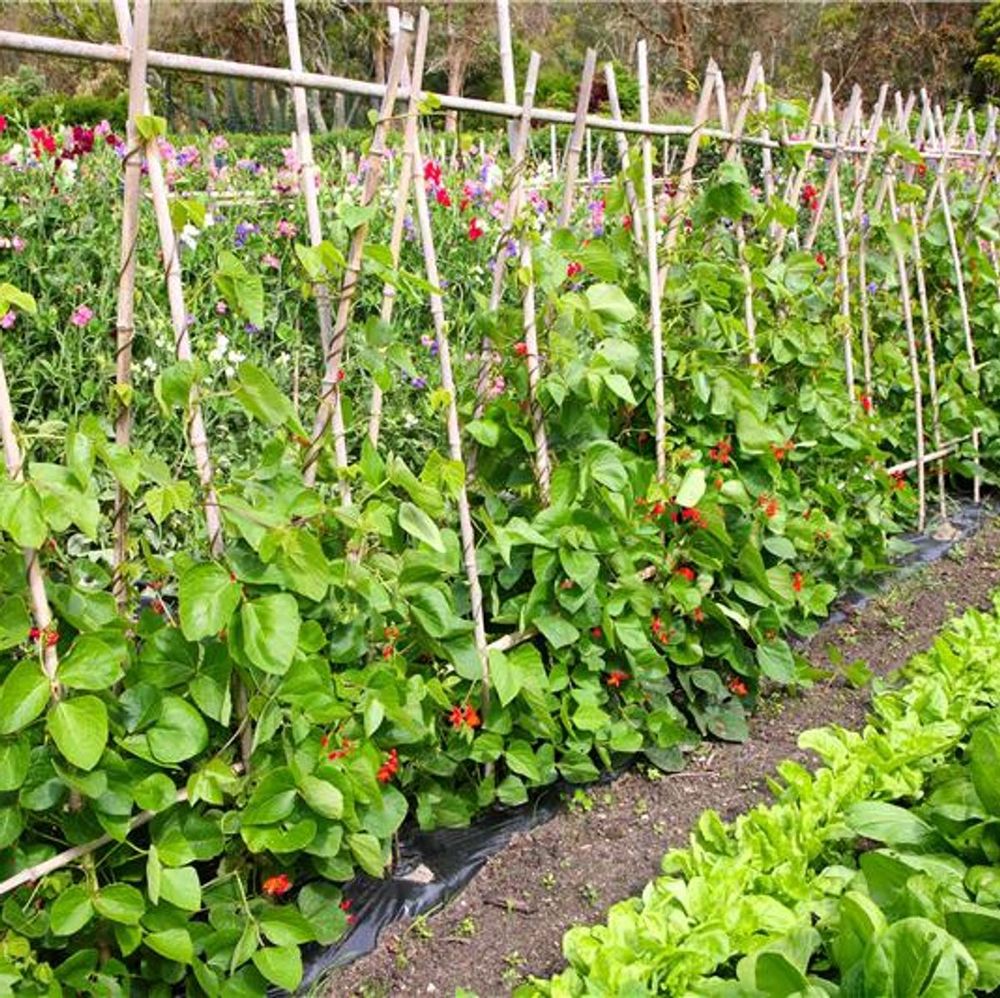 Location Terrain jardin potager BIO Théza