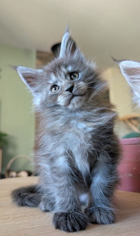 Adorables chatons Maine Coon Loof 1300 36310 Beaulieu