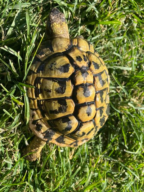 Tortue 100 66000 Perpignan