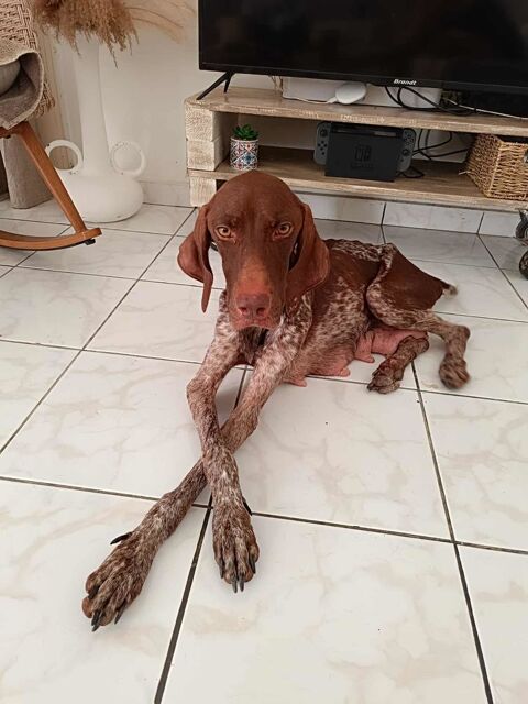 Kiara, je suis adorable si si croyez-moi 350 37000 Tours