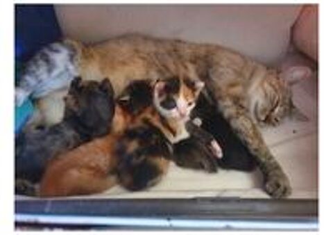   Magnifique portée de 5 chatons 
