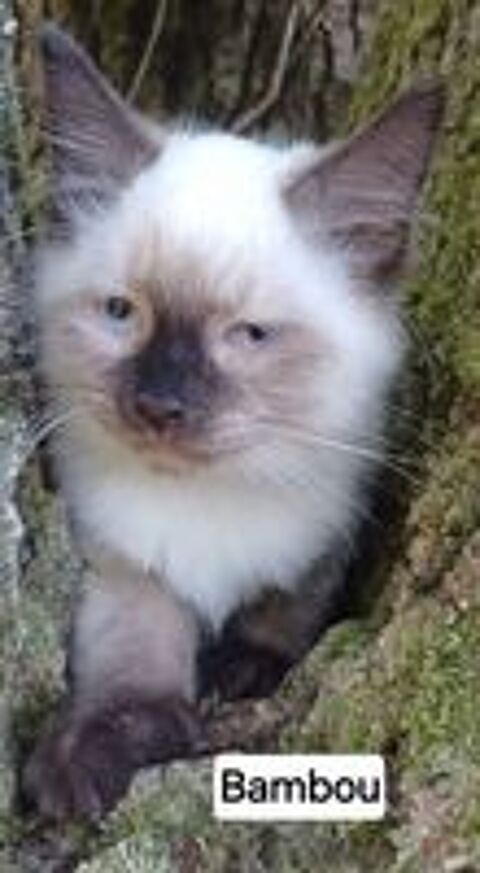  Chaton sibérien LOOF mâle  