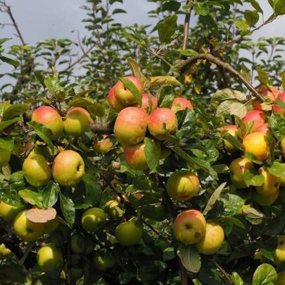 Pommes bio Jardin
