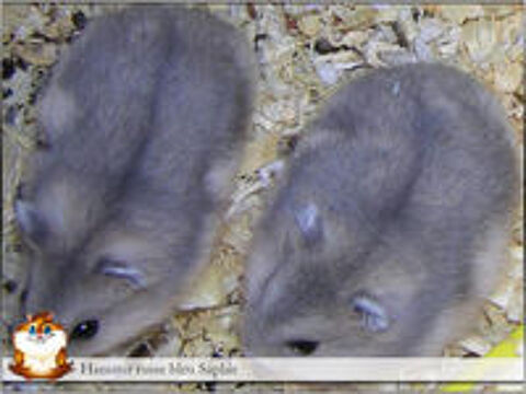   Jeunes Hamsters Russe 
