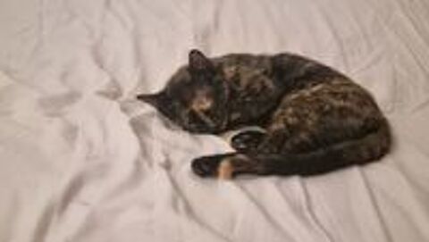  Don chaton 
