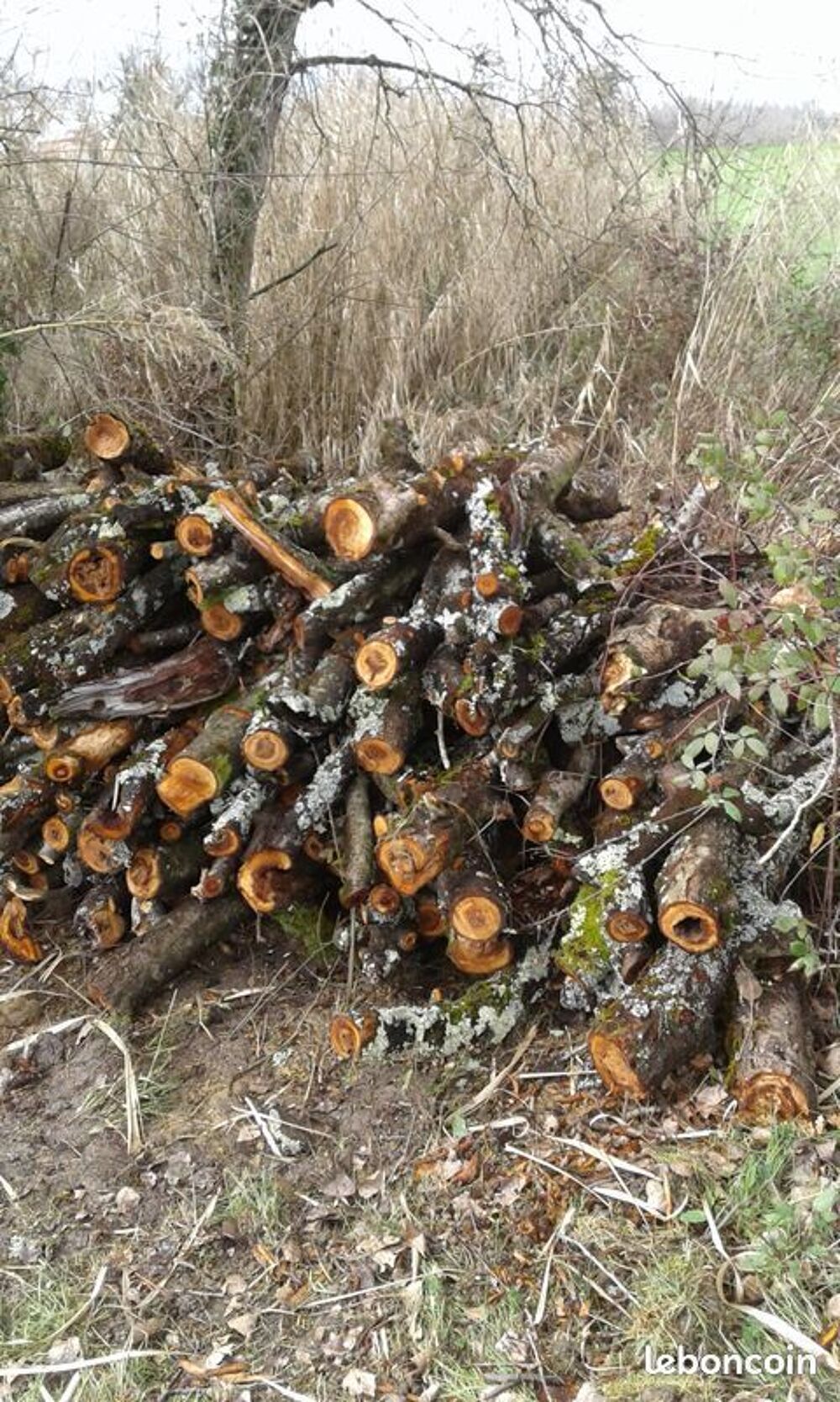 Bois de chauffage prunier Jardin