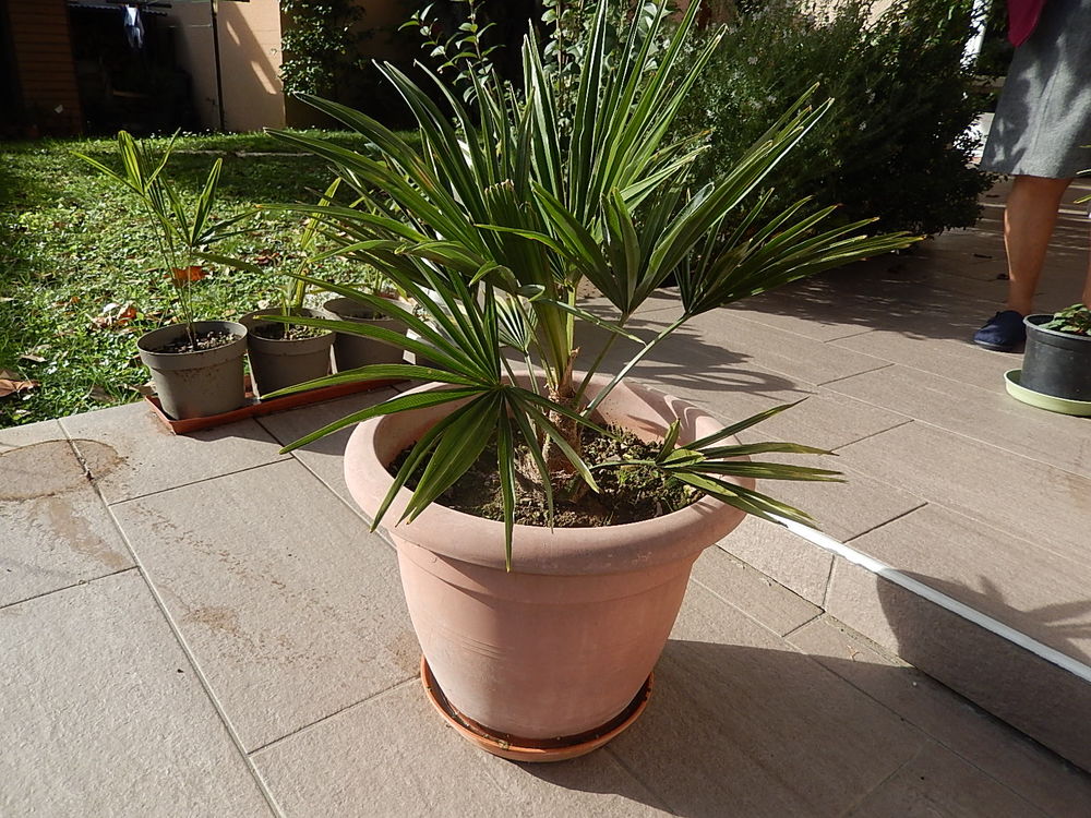 PALMIER TRACHYCARPUS FORTUNEI R&Eacute;SISTE LA S&Eacute;CHERESSE ET FROI Jardin