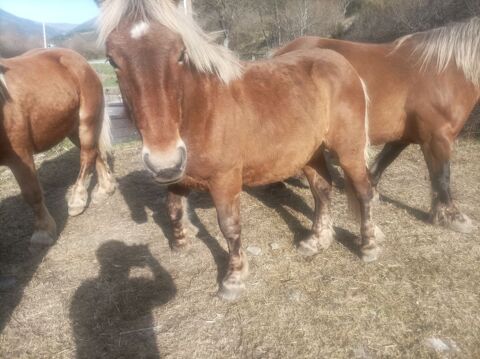 Poulain comtois 18 mois 700 05140 La faurie
