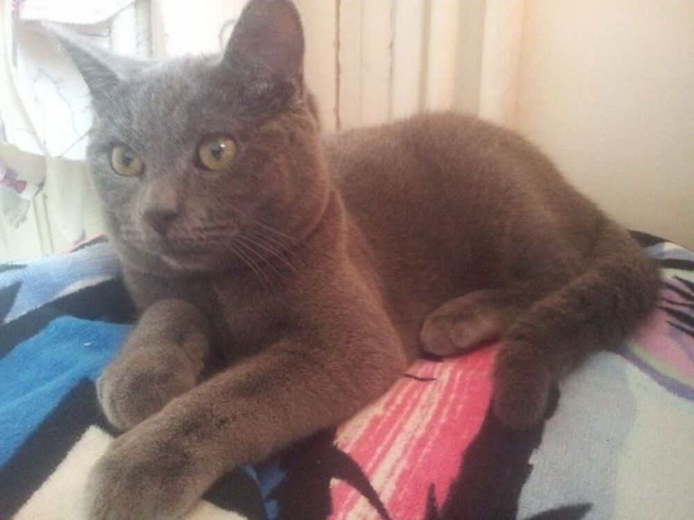   GABANO, europen gris bleu, 6 ans - M (DON) 